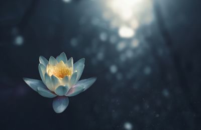 floating lotus
