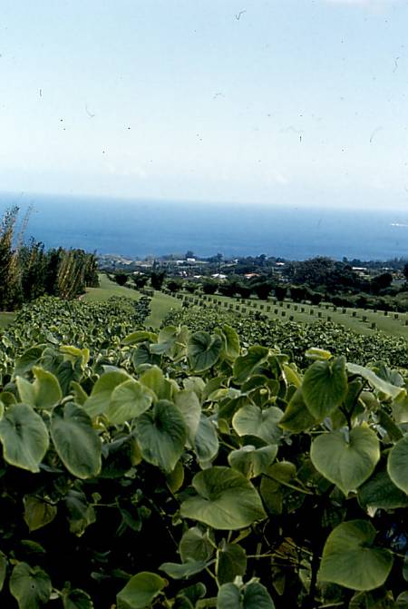 Kava Field, Hawaii