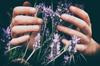 Lavender Hands