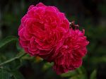 Rose Damask