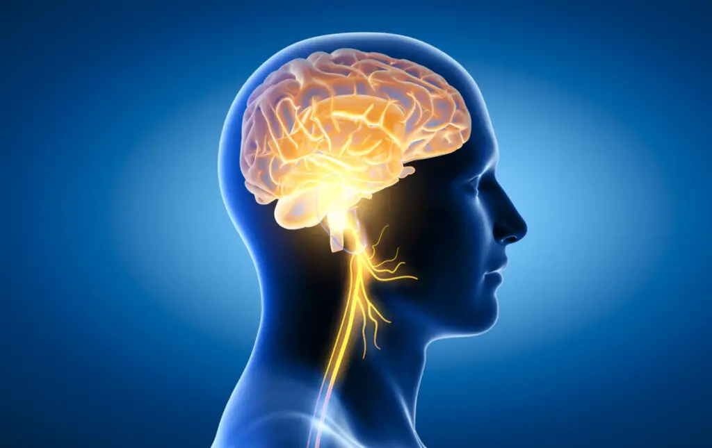 The 3D illustration showing brain and active vagus nerve (tenth cranial nerve or CN X)